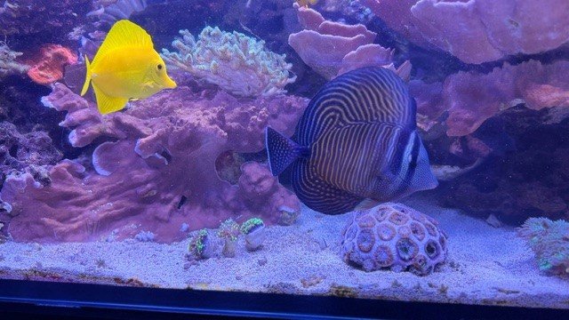 Sailfin and Yellow Tangs.jpg