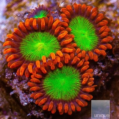 Goblins on Fire zoanthid 32 10.JPG