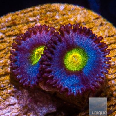 WWC AOI Zoanthid 59 32.JPG