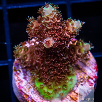 U Red Millepora 79 55.JPG