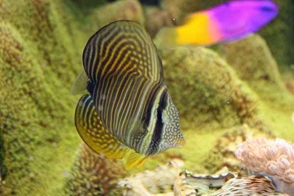 SailfinTang2009000002.jpg