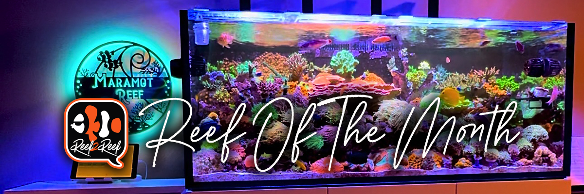 Reef of the month banner.png