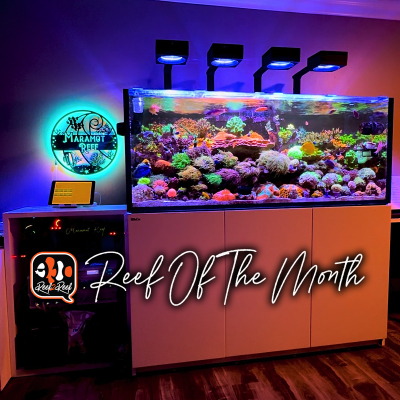 Reef of the month title.png