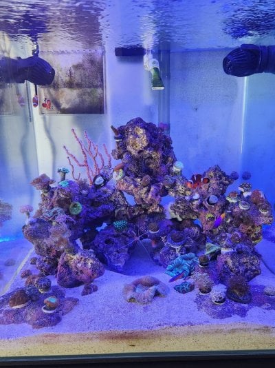 My Reef.jpg