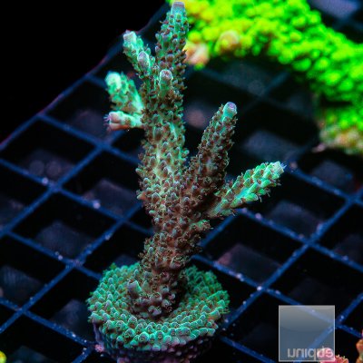 U Acropora 79 36.JPG