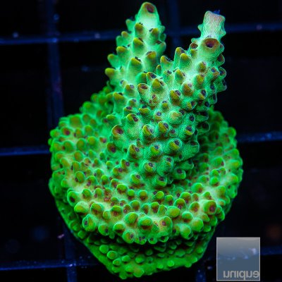 U Acropora 59 20.JPG