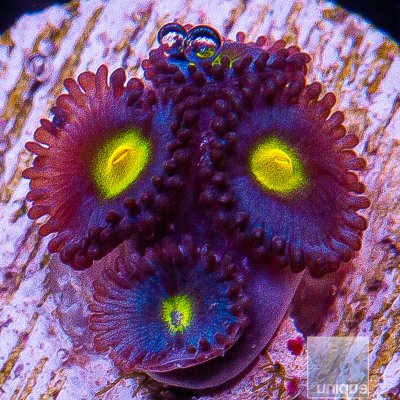 jc-WWC AOI Zoanthid 119 82.JPG