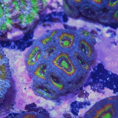 Acan 23.jpg