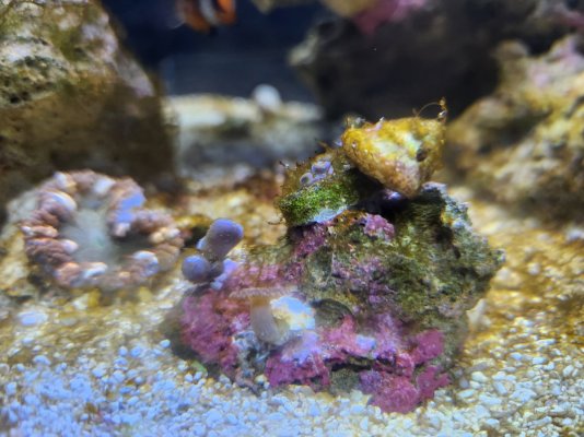 week 5 Irritated closed zoas and Rock Flower..jpg