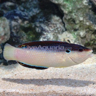 lg-37550-wrasse.jpg