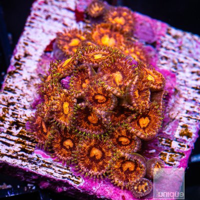 Micro Zoanthids 119 40.JPG