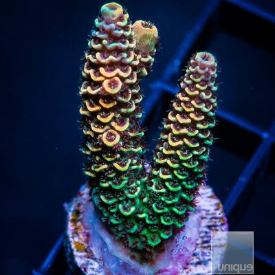 UC Golden Goose Millepora 139 95.JPG