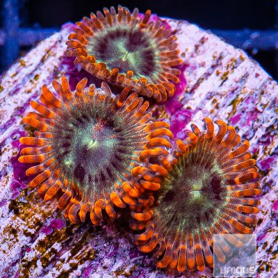 Soulsucker Zoanthid 49 26.JPG