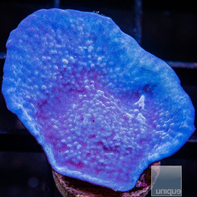 UC Blue Plating Sponge 59 30.JPG