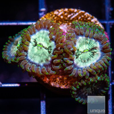 BCF Pink Splash Zoanthid 44 26.JPG