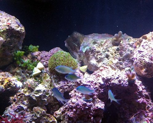 Chromis.jpg