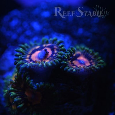 marvin-the-martian-zoa-blue.jpg