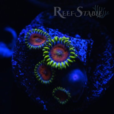 spitfire-zoa-blue.jpg