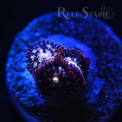 starburst-zoa-blue.jpg