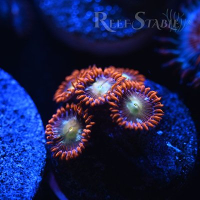 supernova-zoa-blue.jpg