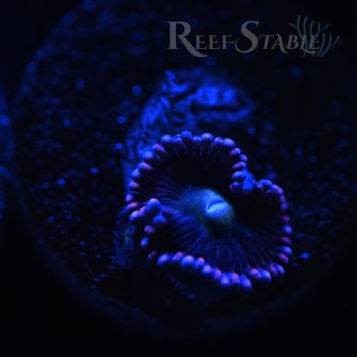 twisted-sister-zoa-blue.jpg