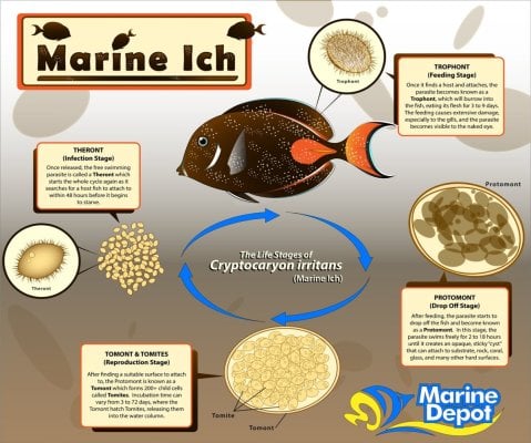 saltwater-ich-treatment-in-reef-tank-ich-lifecycle.jpg