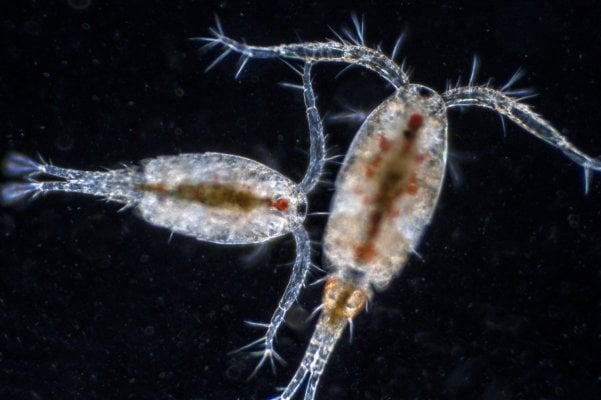 Copepods-GettyImages-478633023-5924e0b93df78cbe7e1cae57.jpg