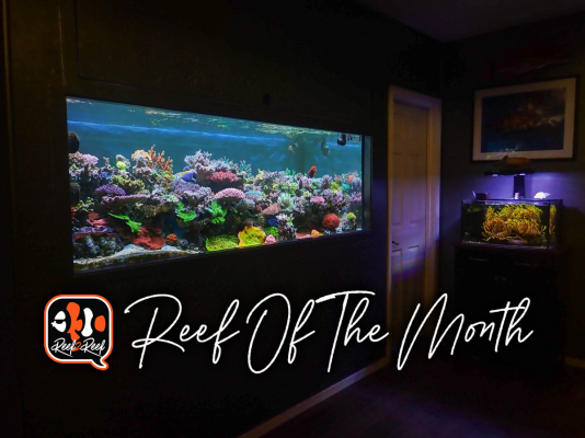 Reef of the month .png