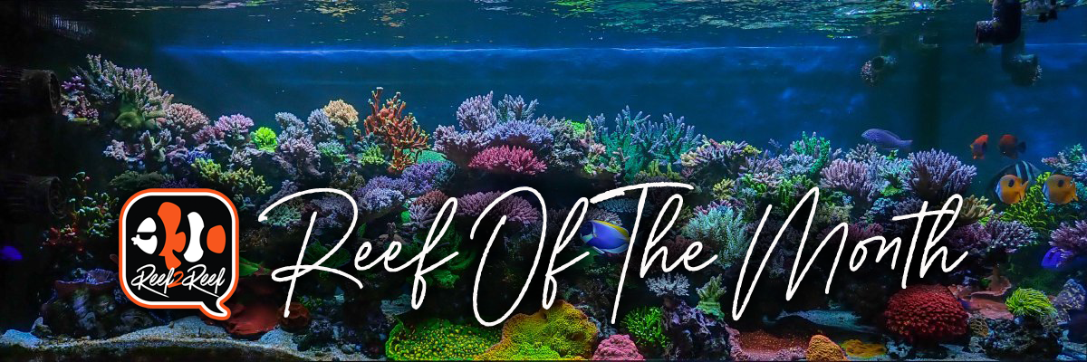 Reef of the month header.png