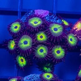 zoa-wysiwyg-frag-reef-lounge-norco-301751.jpg