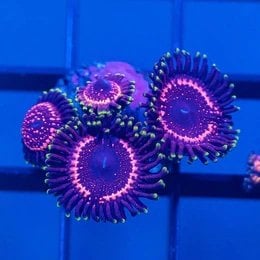 zoa-wysiwyg-frag-reef-lounge-norco-313447.jpg