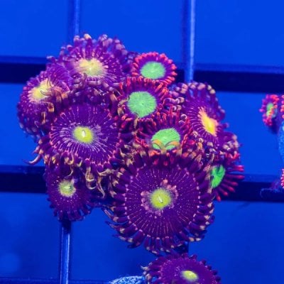 zoa-wysiwyg-frag-reef-lounge-norco-453294.jpg