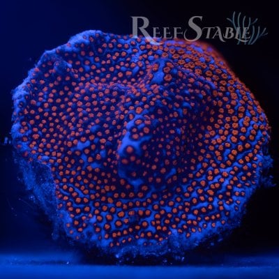 superman-montipora-1.jpg