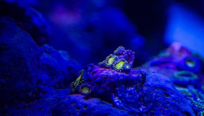 ZoanthidsMar3.jpg