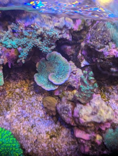 blueberry montipora.jpg