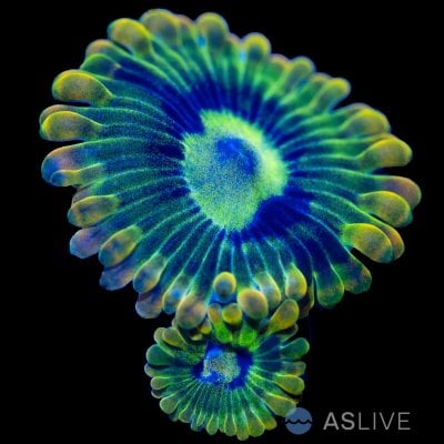 32724-ZOA-8 copy.jpg