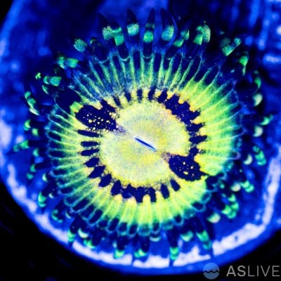 42824-butt-muncher-zoa.jpg