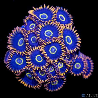 32824-rainbow-hornet-zoa copy.jpg