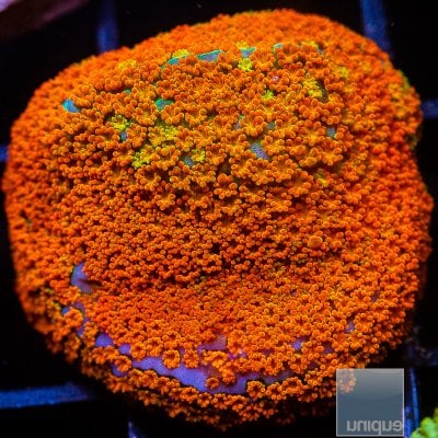 jc-Rainbow Montipora 42 21.JPG