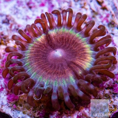 jc-JF Solar Flare Zoanthid 15 5.JPG