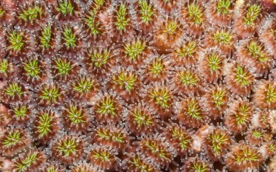 Galaxea-coral-with-polyps-open-showing-fluorescent-green-centre-000084032887_Small.jpg