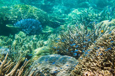 Diverse-coral-community-on-the-Great-Barrier-Reef-000077063003_Small.jpg