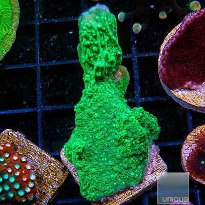 jc-Green Montipora 34 10.JPG