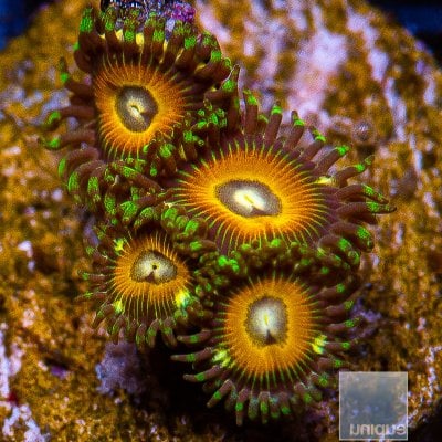 jc-U Yellow Zoanthid 49 22.JPG