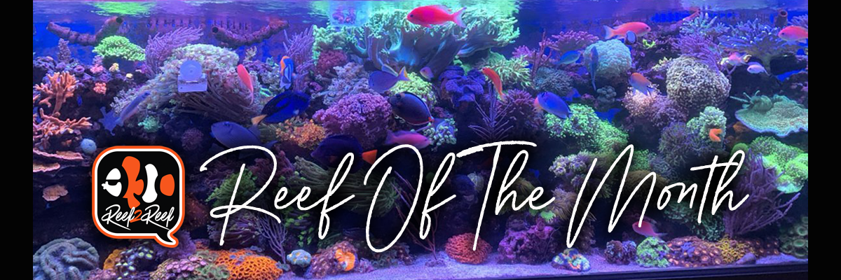 Reef of the month banner.png