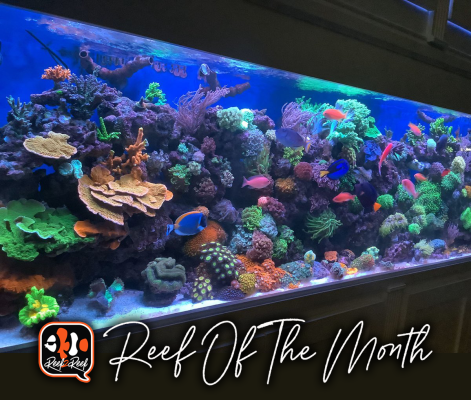 Reef of the month  title.png