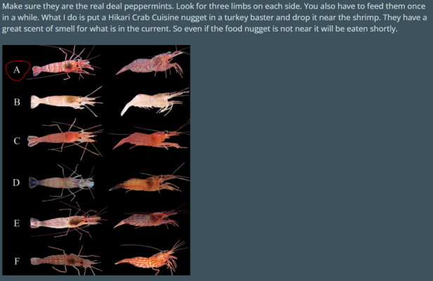 shrimp 2.PNG