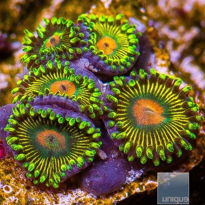 U Zoanthid 119 56.JPG