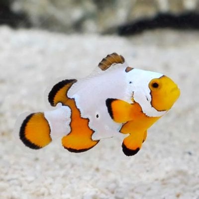 Snowflake_Clownfish.jpg