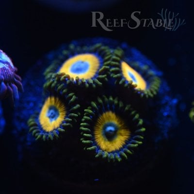 scrambled-egg-zoas-blue.jpg